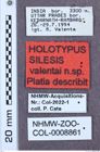 Etikette zu Silesis valentai (NHMW-ZOO-COL-0008861)